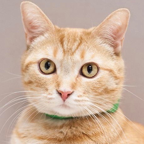 Tang, Adoptable, Senior Male Tabby.