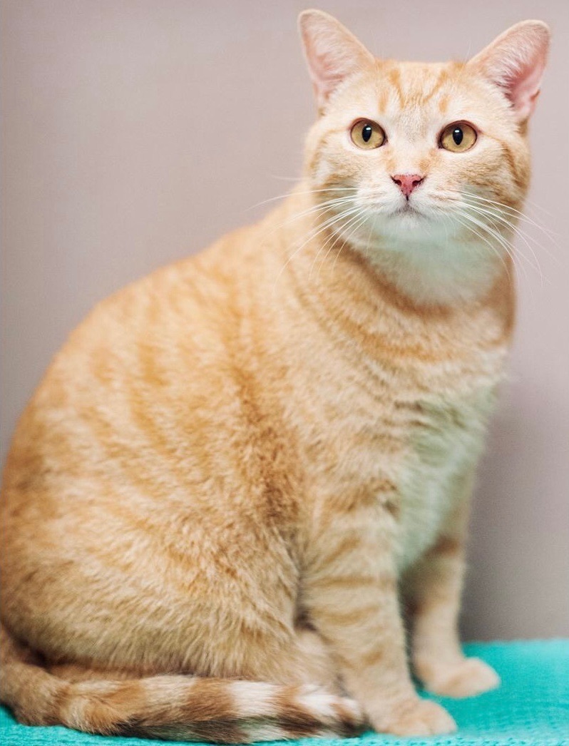 Tang, a Adoptable Tabby in Gallatin, TN image 2/9