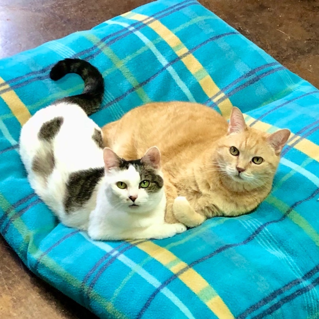 Tang, a Adoptable Tabby in Gallatin, TN image 3/9