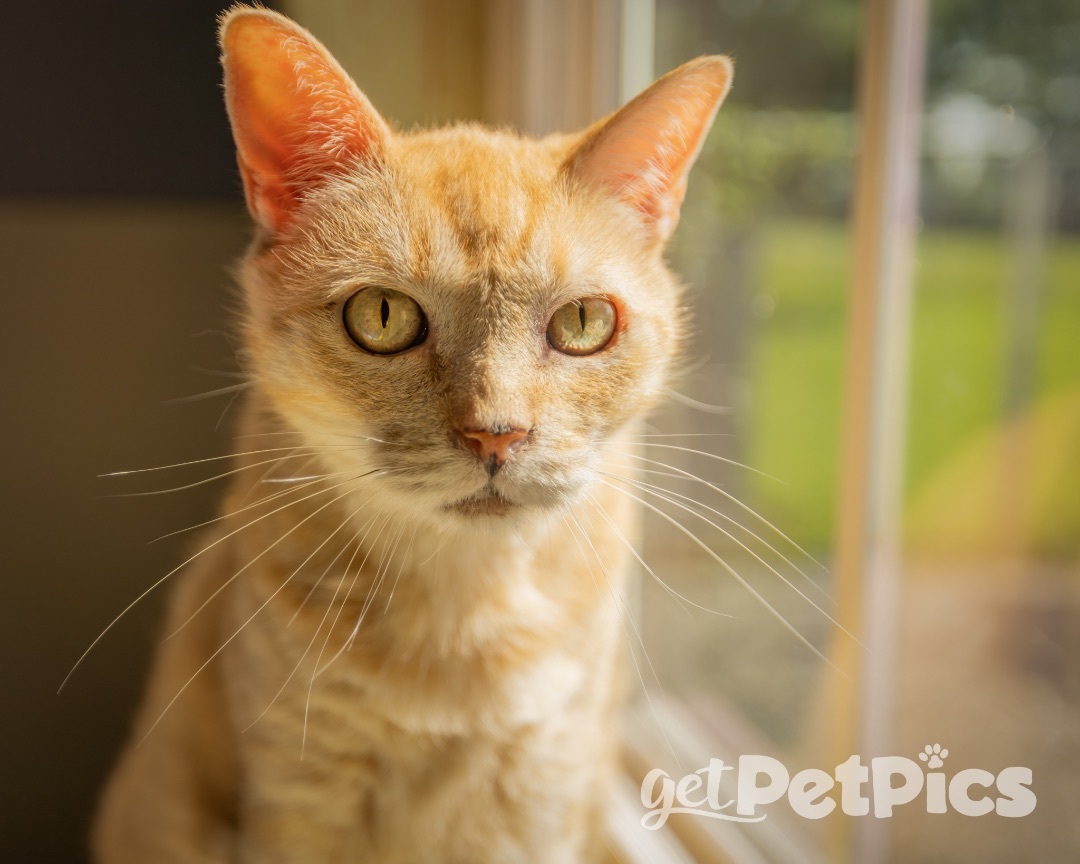 Tang, a Adoptable Tabby in Gallatin, TN image 4/9