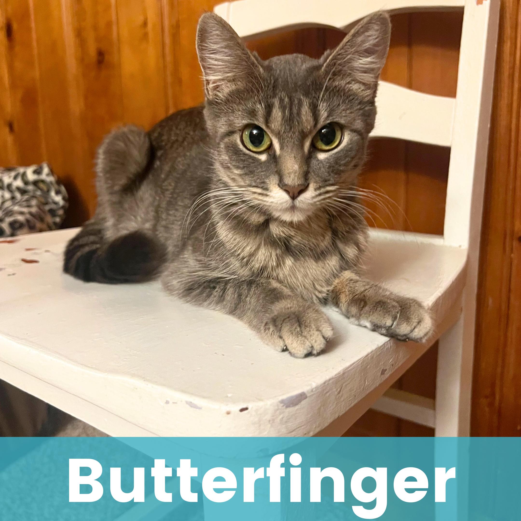 Butterfinger, ADOPTABLE, Young Female Domestic Short Hair.