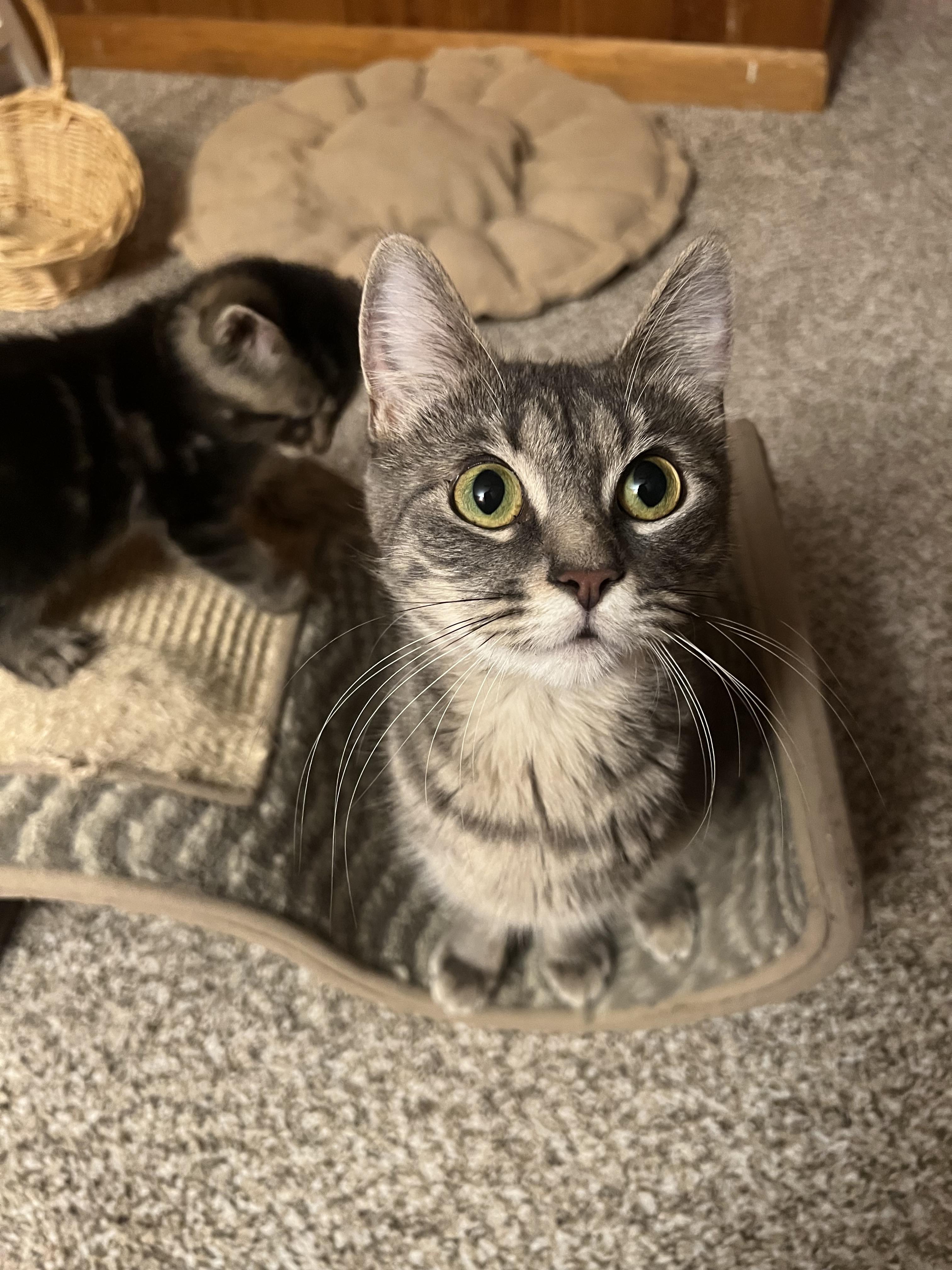 Butterfinger, a ADOPTABLE Domestic Short Hair in Rochester , NY image 3/6