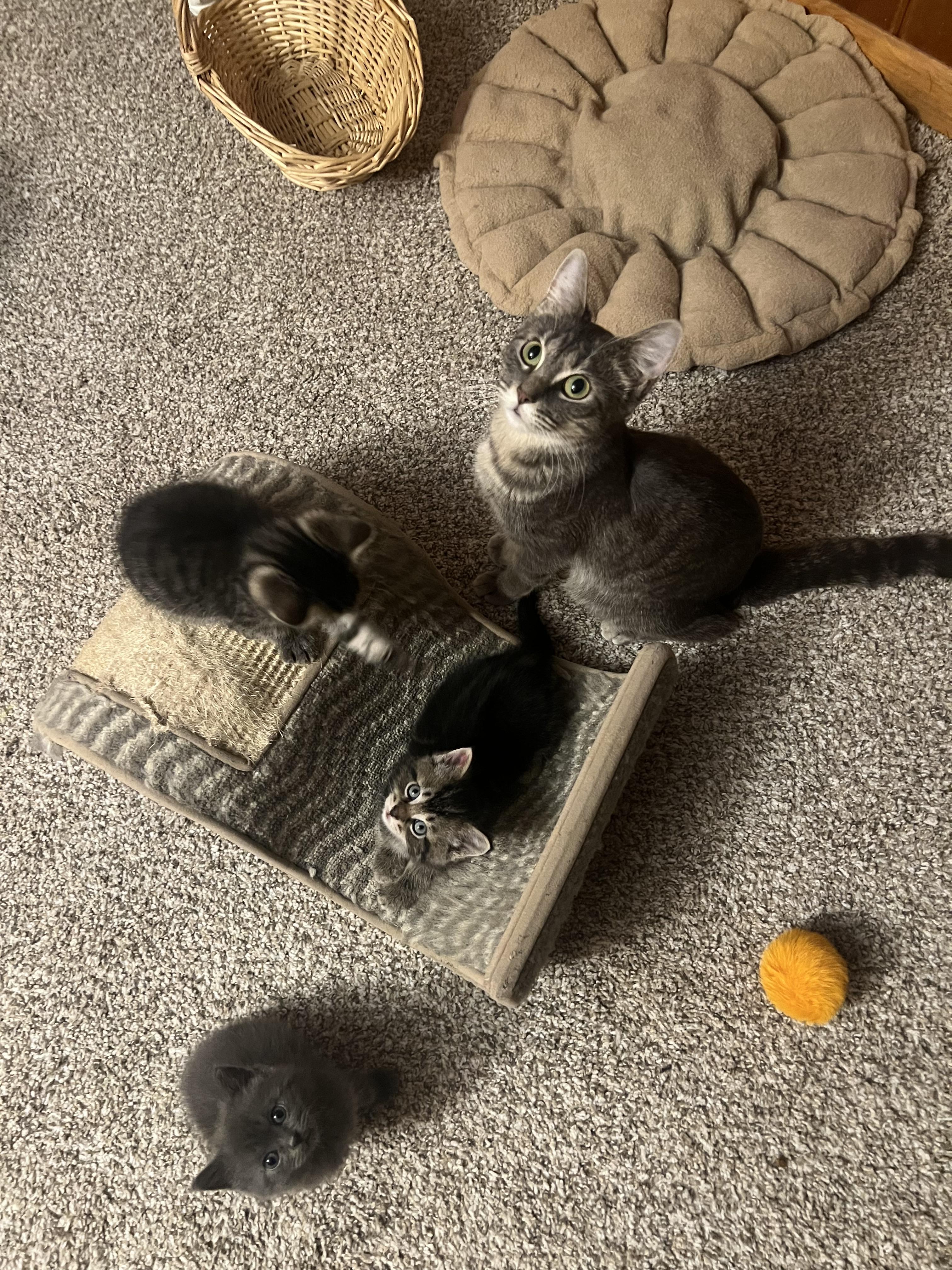 Butterfinger, a ADOPTABLE Domestic Short Hair in Rochester , NY image 5/6