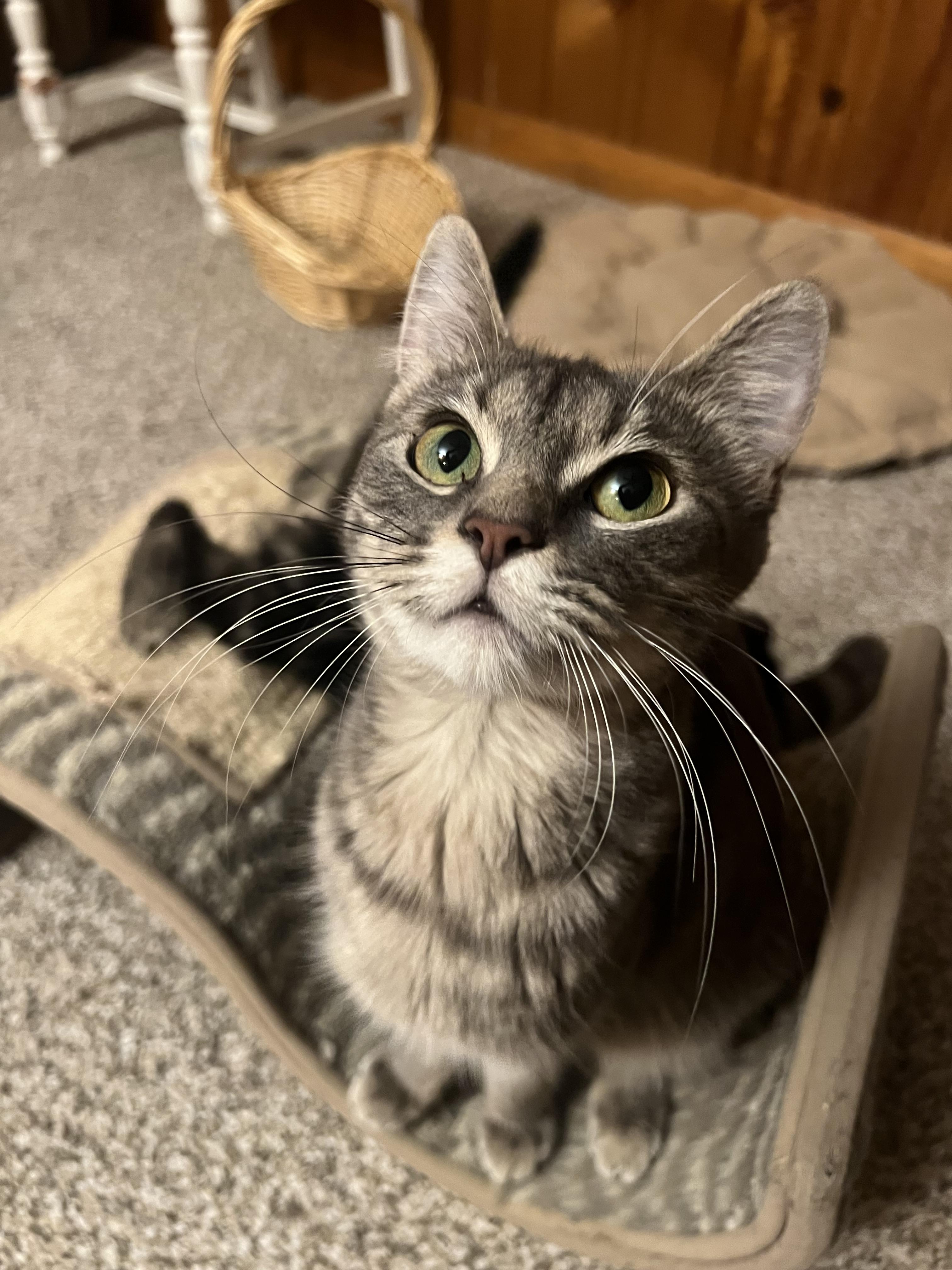 Butterfinger, a ADOPTABLE Domestic Short Hair in Rochester , NY image 6/6