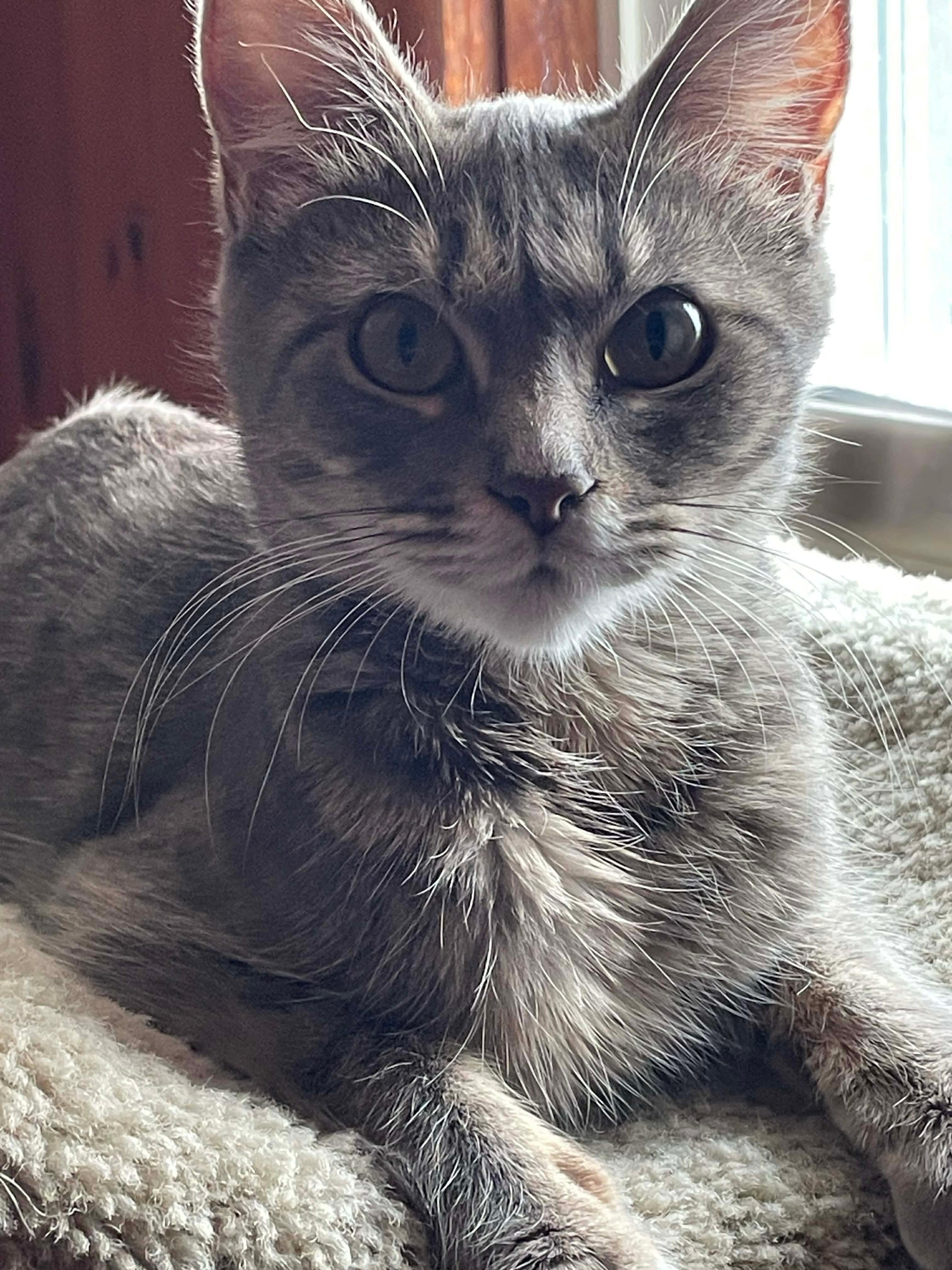 Butterfinger, a ADOPTABLE Domestic Short Hair in Rochester , NY image 2/6