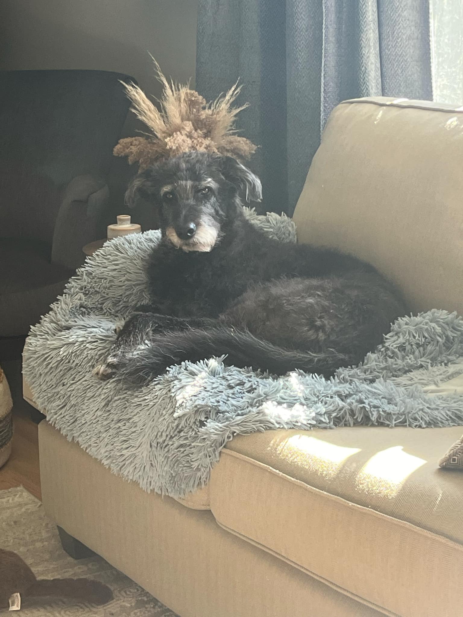 Athena, a Adopted mixed breed in Woodstock, ON image 1/4