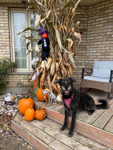 Athena, a Adopted mixed breed in Woodstock, ON image 2/4