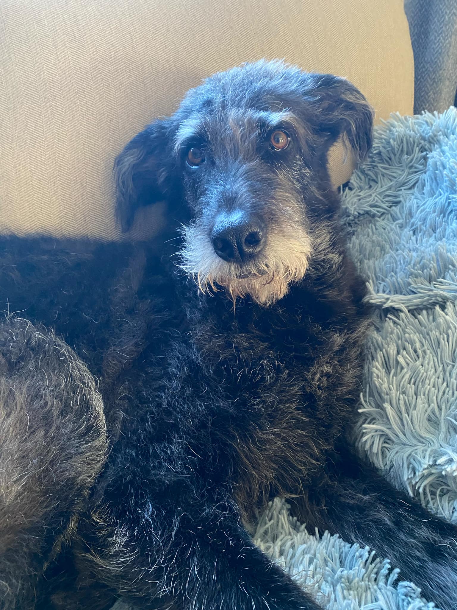 Athena, a Adopted mixed breed in Woodstock, ON image 3/4