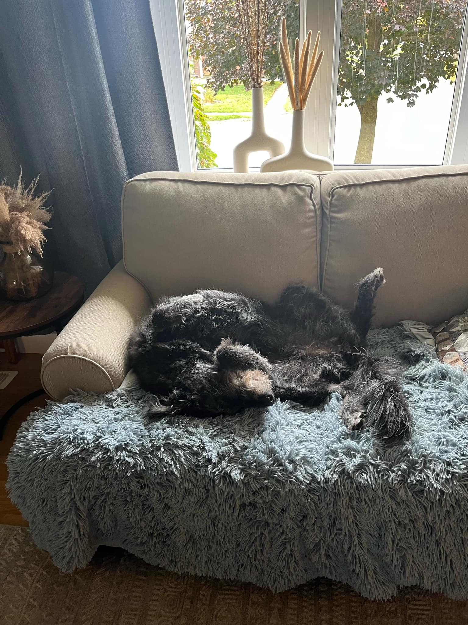 Athena, a Adopted mixed breed in Woodstock, ON image 4/4