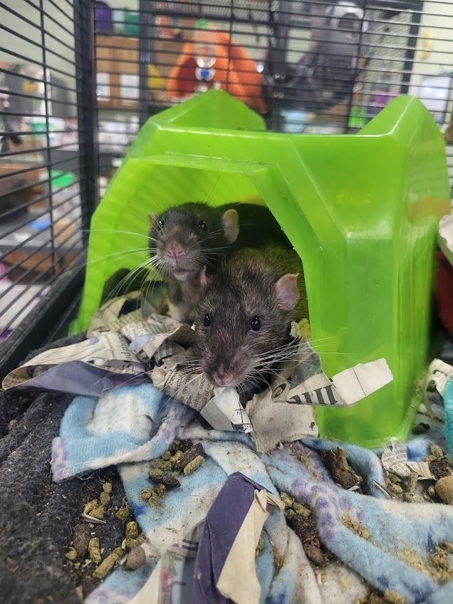 Stephen, Adoptable, Young Male Rat.