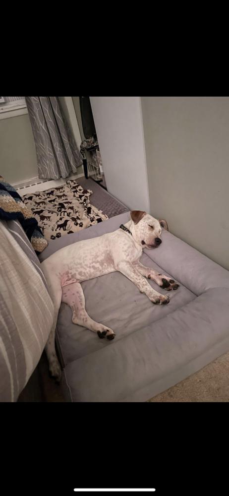 Enlarge Gus, a Adoptable Labrador Retriever in Amherst, NY image 1/6