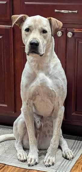 Enlarge Gus, a Adoptable Labrador Retriever in Amherst, NY image 2/6