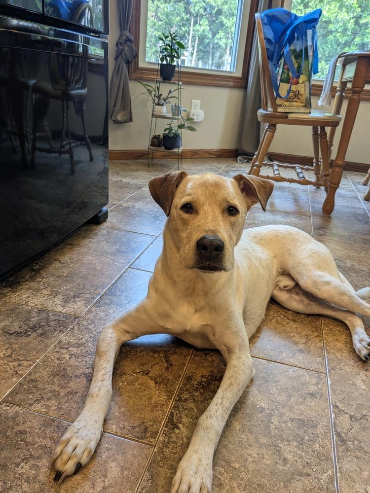 Enlarge Gus, a Adoptable Labrador Retriever in Amherst, NY image 3/6