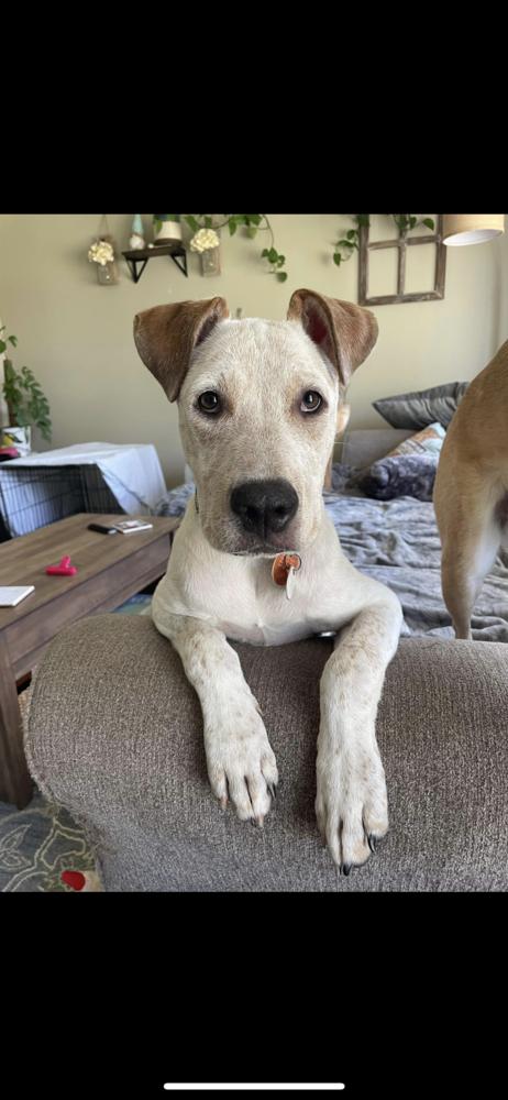 Enlarge Gus, a Adoptable Labrador Retriever in Amherst, NY image 4/6
