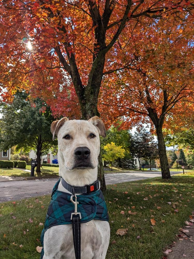 Enlarge Gus, a Adoptable Labrador Retriever in Amherst, NY image 5/6