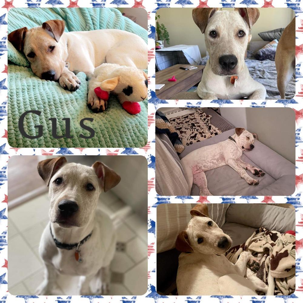 Enlarge Gus, a Adoptable Labrador Retriever in Amherst, NY image 6/6