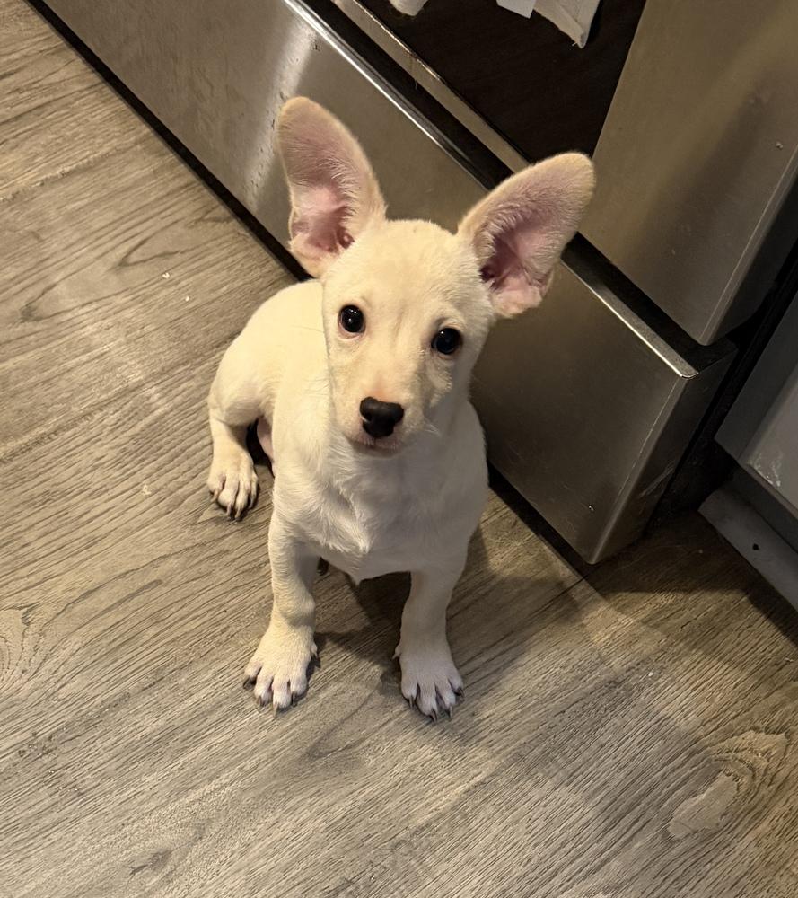 Enlarge Curious George, a Adoptable mixed breed in Canyon Country, CA image 1/2