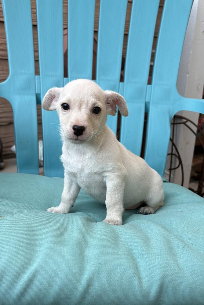 Enlarge Curious George, a Adoptable mixed breed in Canyon Country, CA image 2/2