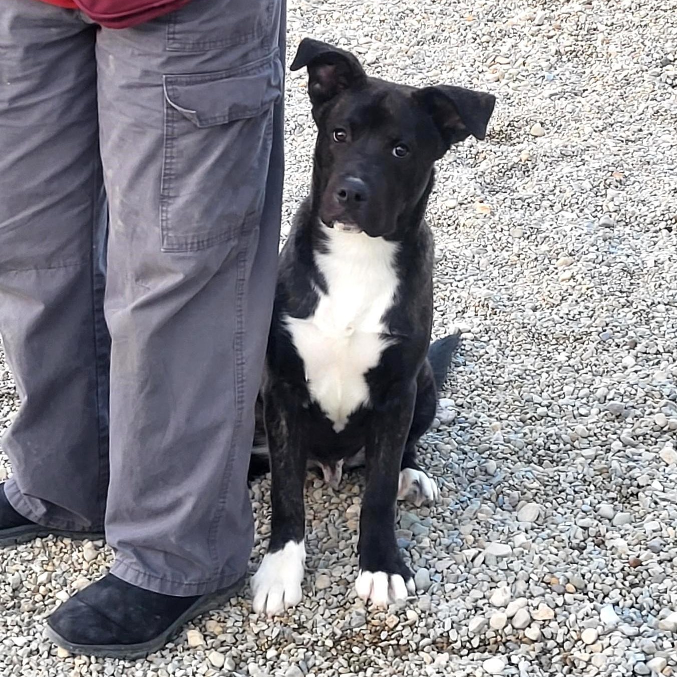 Enlarge Heath, an adoptable mixed breed in Wilmington, OH image 3/6