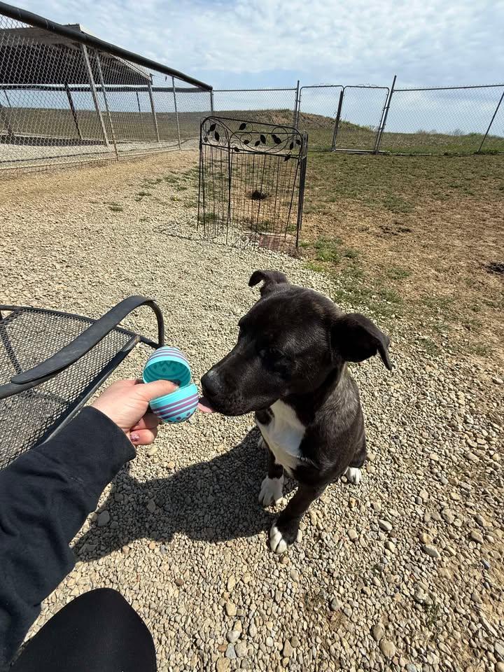 Enlarge Heath, an adoptable mixed breed in Wilmington, OH image 6/6