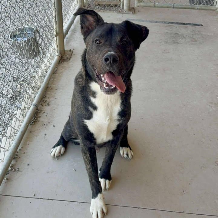 Enlarge Heath, an adoptable mixed breed in Wilmington, OH image 2/6