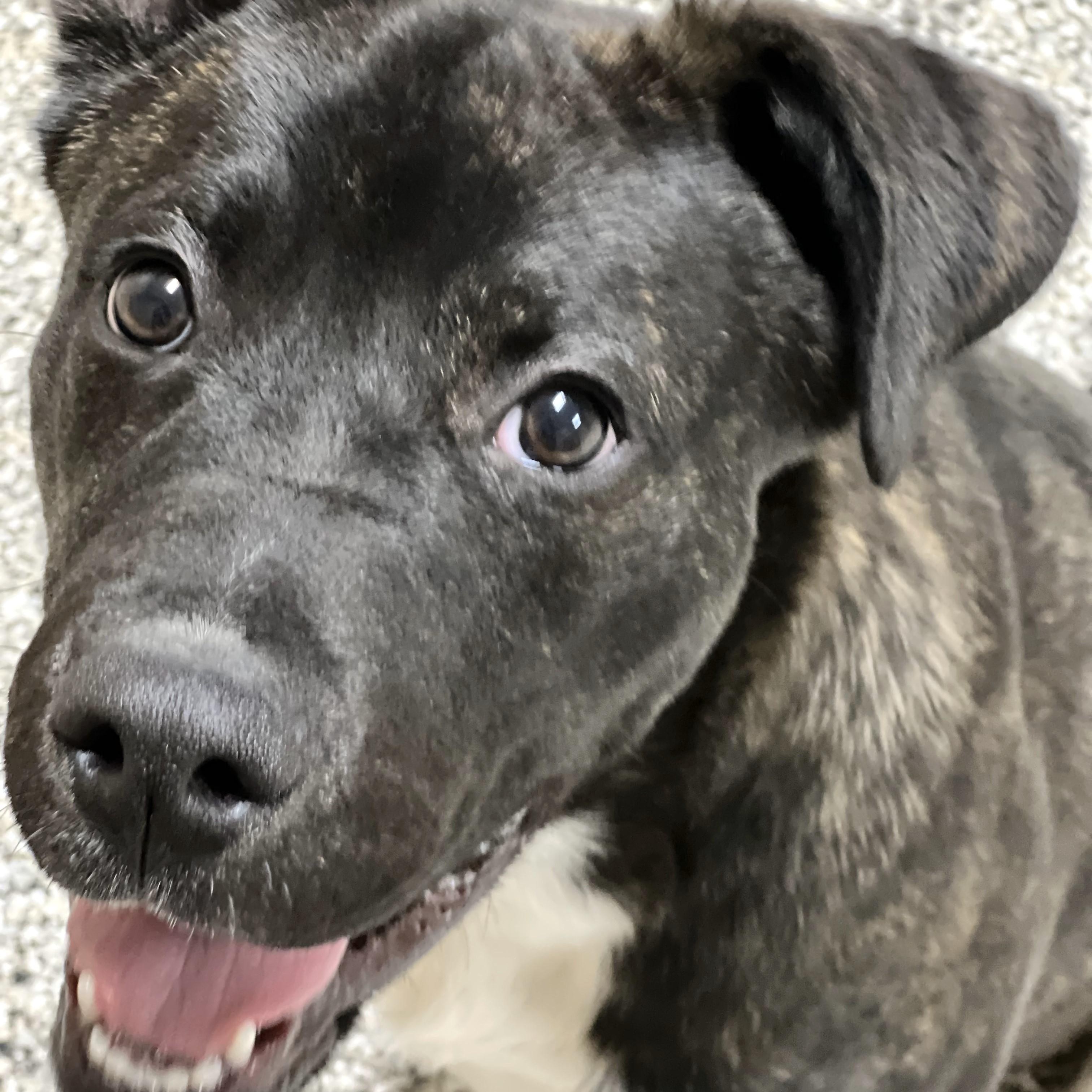 Enlarge Heath, an adoptable mixed breed in Wilmington, OH image 5/6