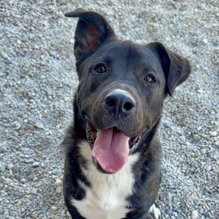 Heath, adoptable, Young Male Terrier.