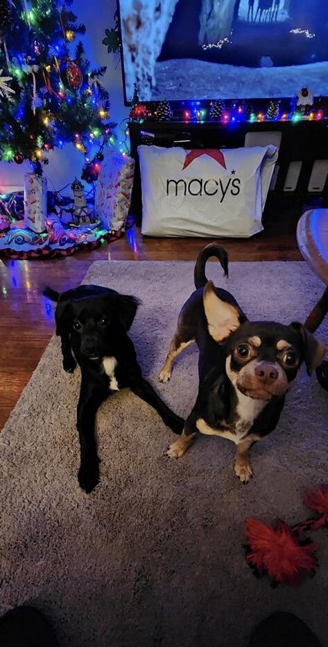 Mocha & Mr Bear (bonded), adopted, Young Male Chihuahua & Mixed Breed.
