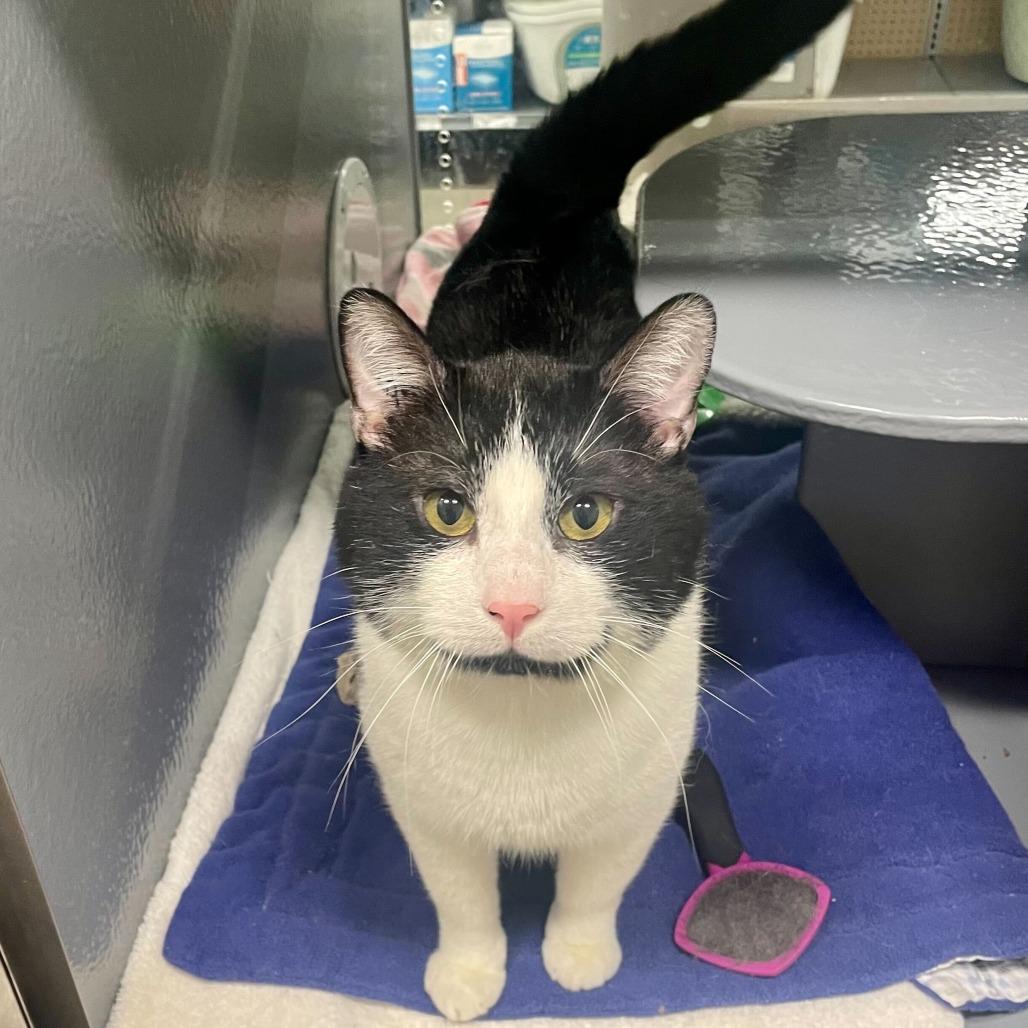 Enlarge Touche, a Adoptable Domestic Short Hair in Abbotsford, BC image 1/6