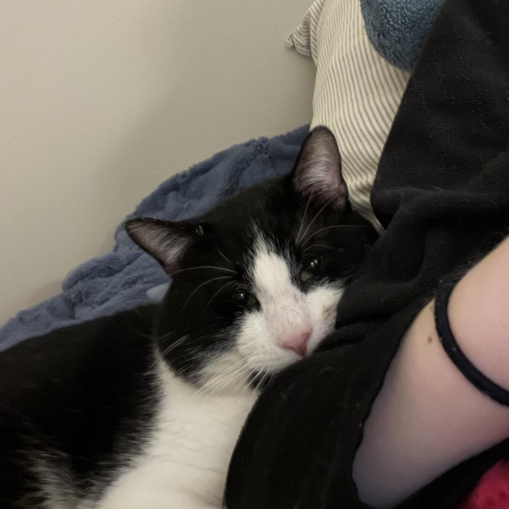 Touche, Adoptable, Adult Male Domestic Medium Hair.