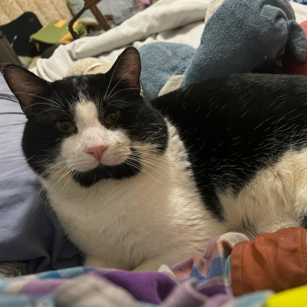 Touche, a Adoptable Domestic Medium Hair in Abbotsford, BC image 2/4