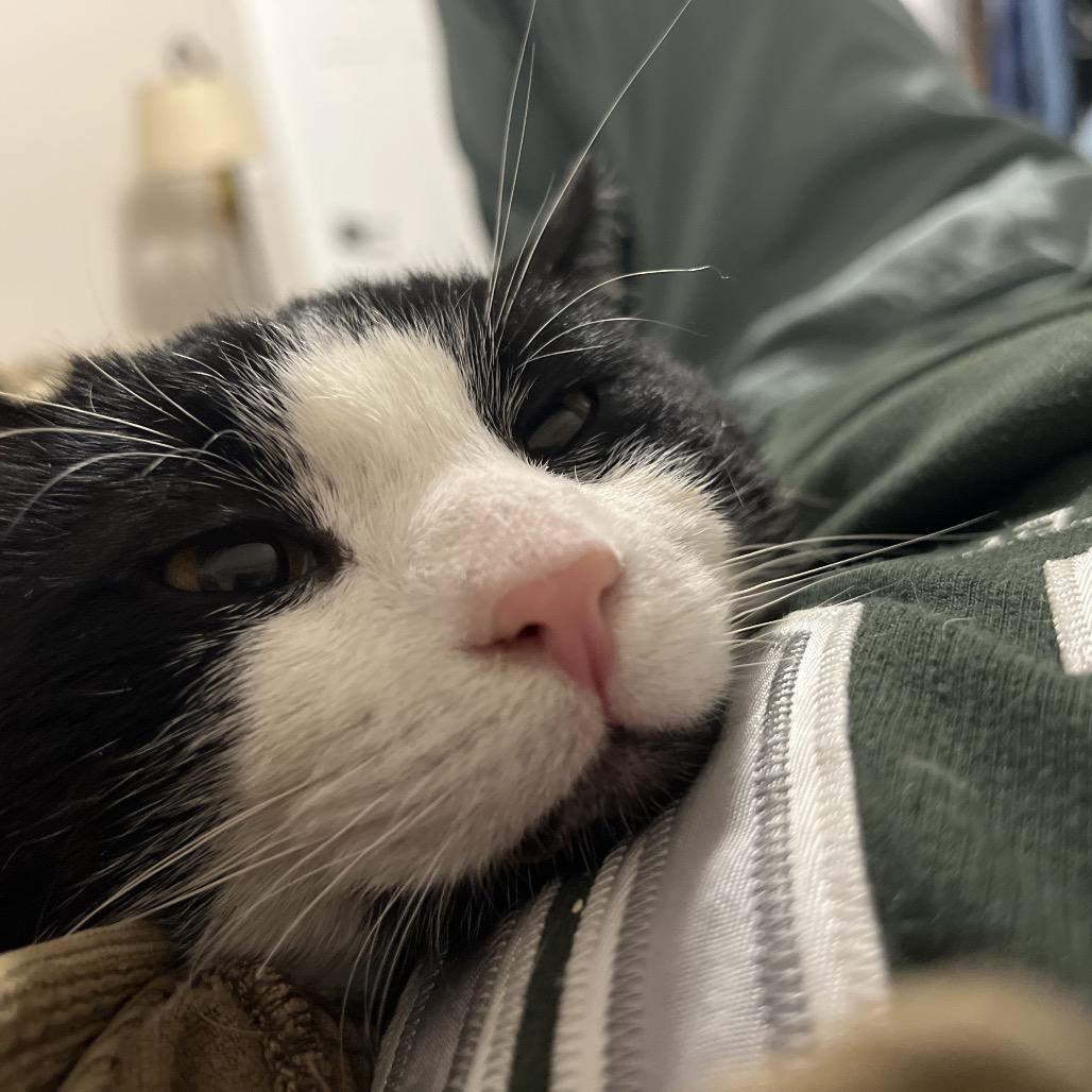 Touche, a Adoptable Domestic Medium Hair in Abbotsford, BC image 4/4