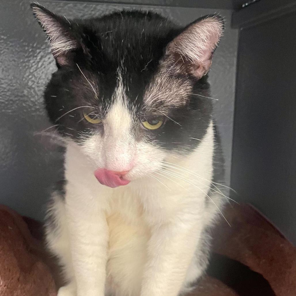 Enlarge Touche, a Adoptable Domestic Short Hair in Abbotsford, BC image 6/6