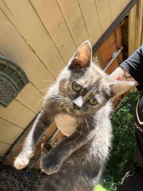 Enlarge MIASAMA, a Adoptable Domestic Short Hair in Fort Walton Beach, FL image 1/1