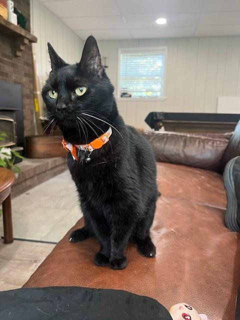 KATIE, Adoptable, Adult Female Domestic Short Hair.