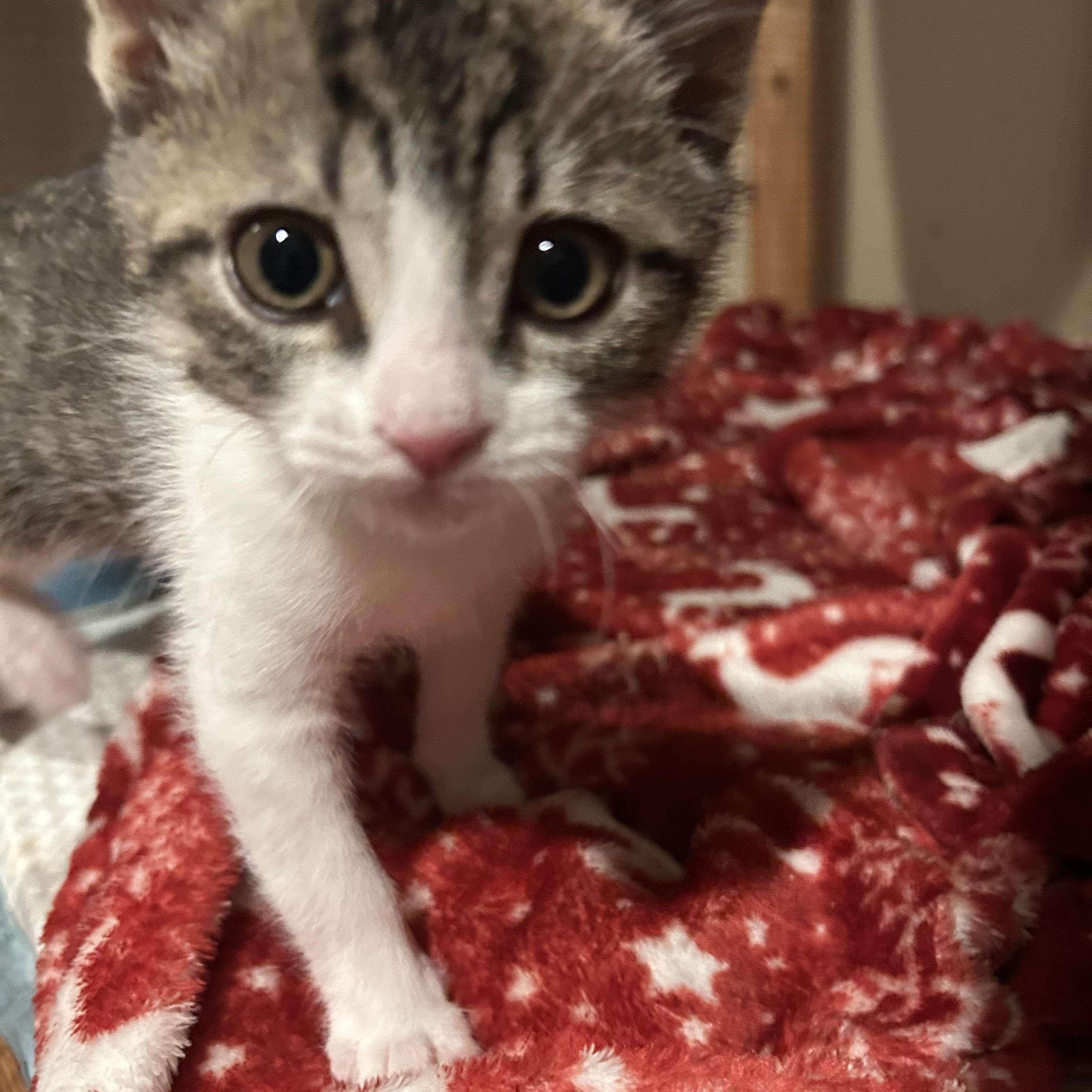 Enlarge Joey, a ADOPTABLE Domestic Short Hair in Bradenton, FL image 3/4