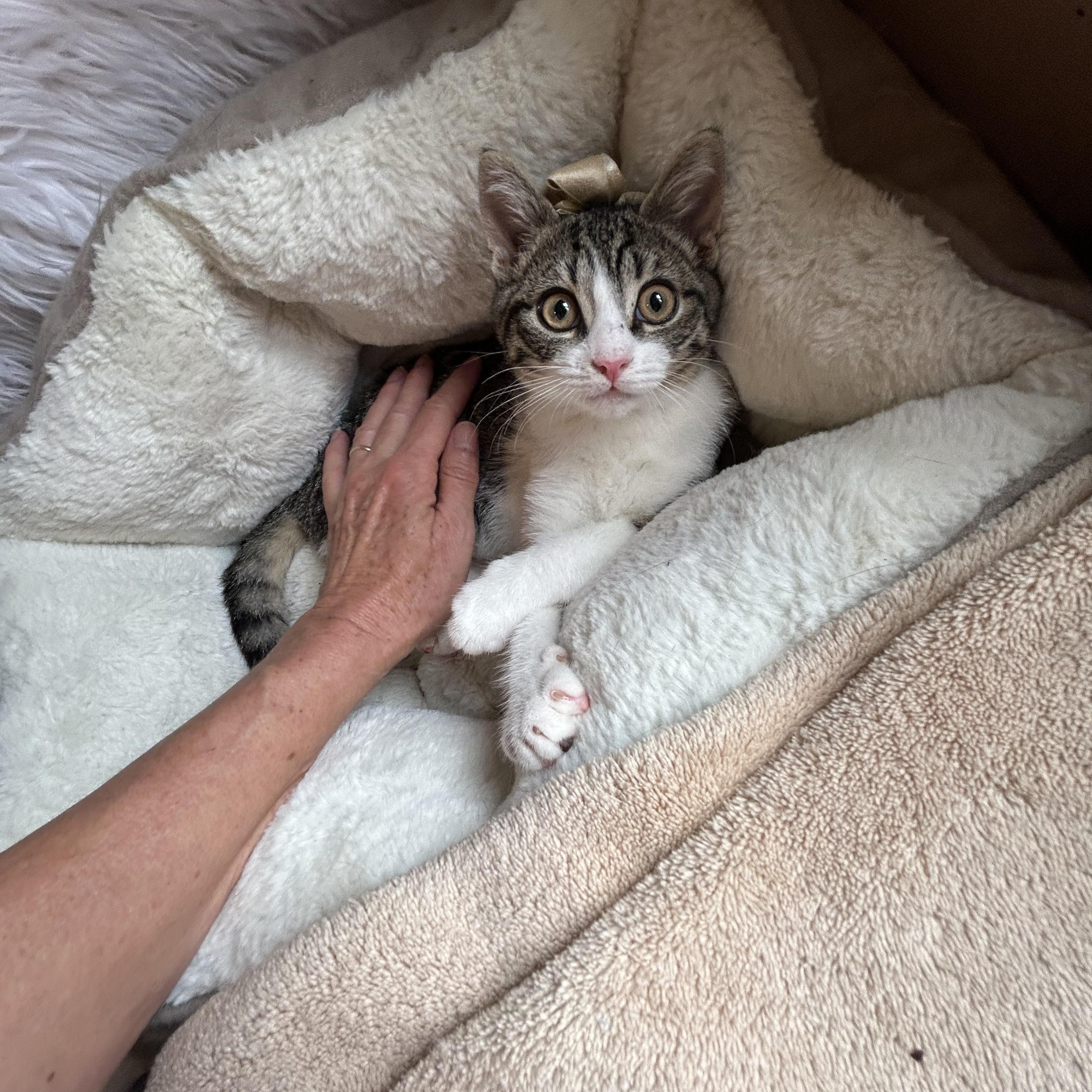 Enlarge Joey, an adopted Domestic Short Hair in Bradenton, FL image 6/6