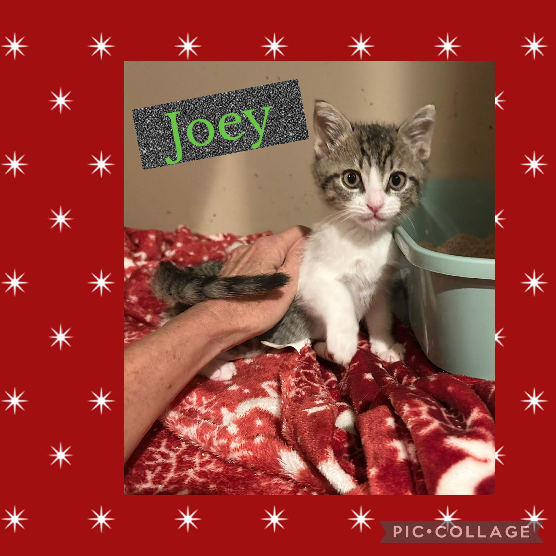 Enlarge Joey, a ADOPTABLE Domestic Short Hair in Bradenton, FL image 1/4