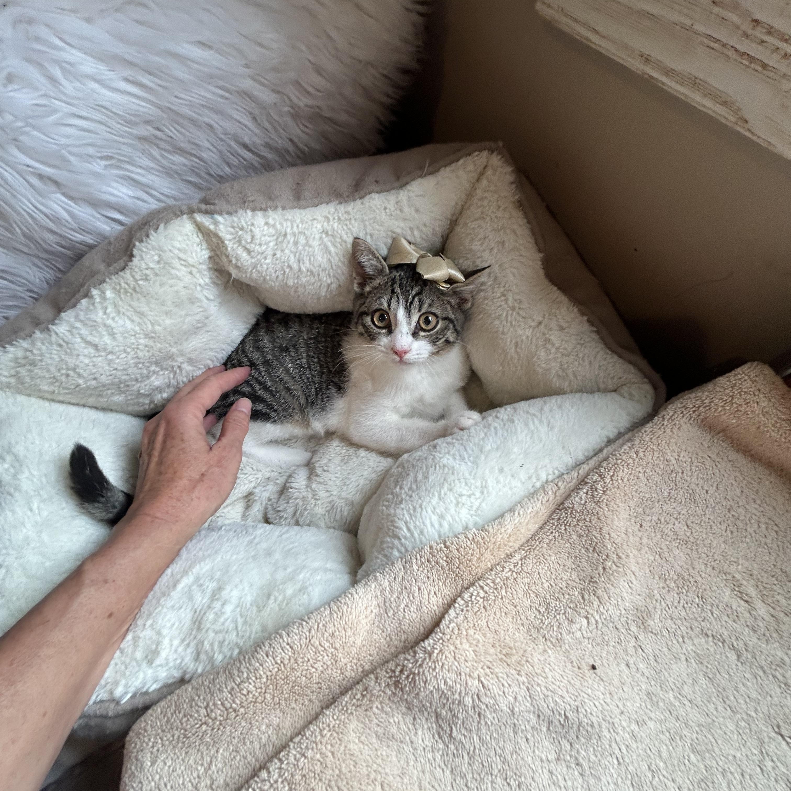 Enlarge Joey, an adopted Domestic Short Hair in Bradenton, FL image 5/6