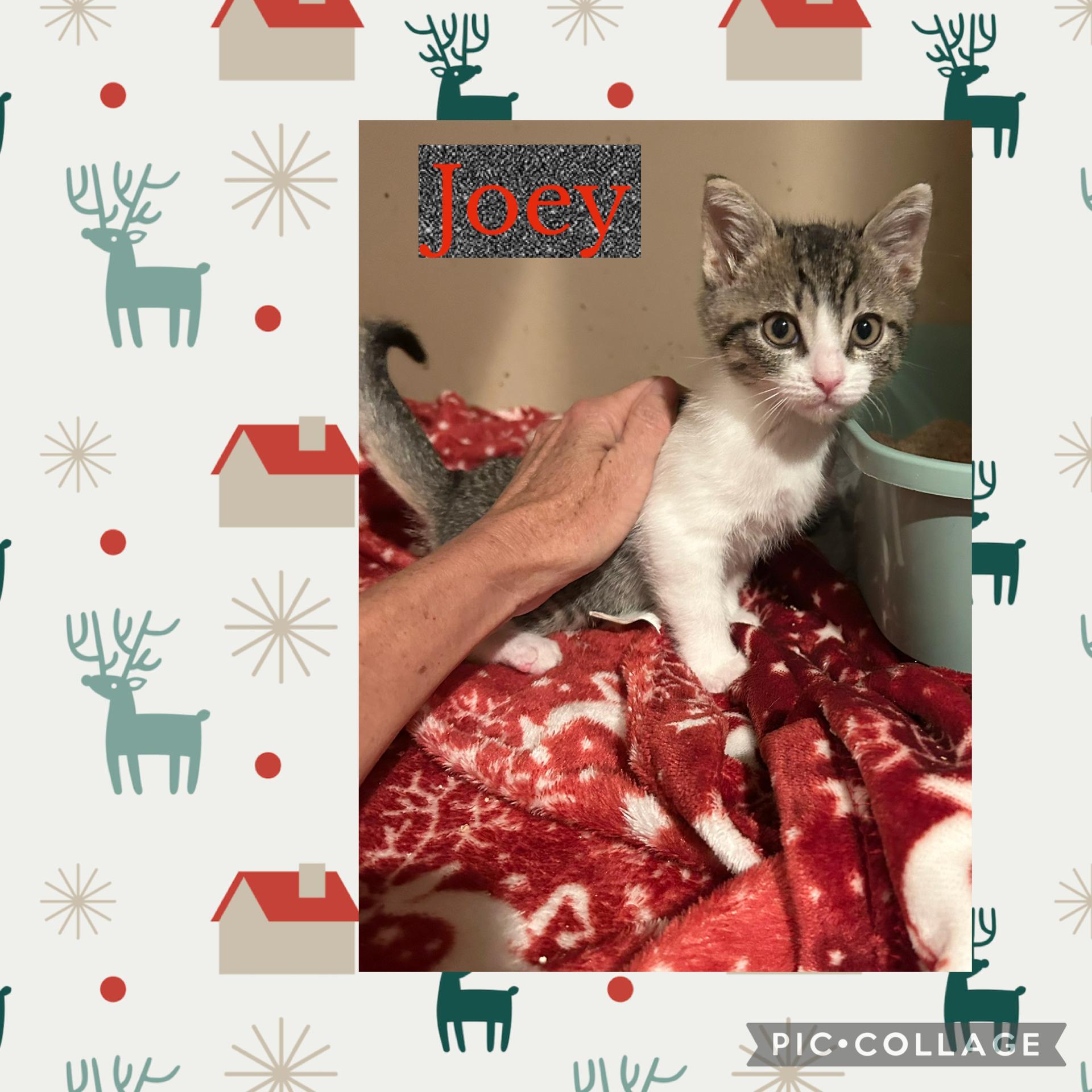 Enlarge Joey, a ADOPTABLE Domestic Short Hair in Bradenton, FL image 2/4