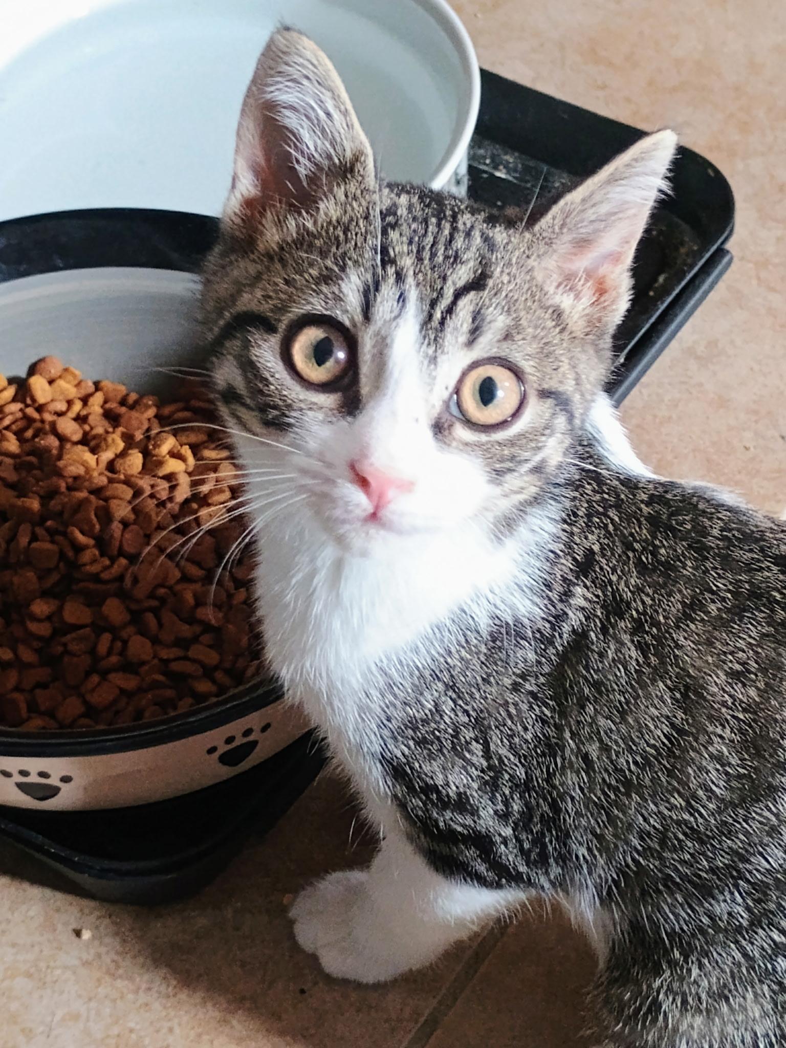 Joey, ADOPTABLE, Kitten Male Domestic Short Hair.