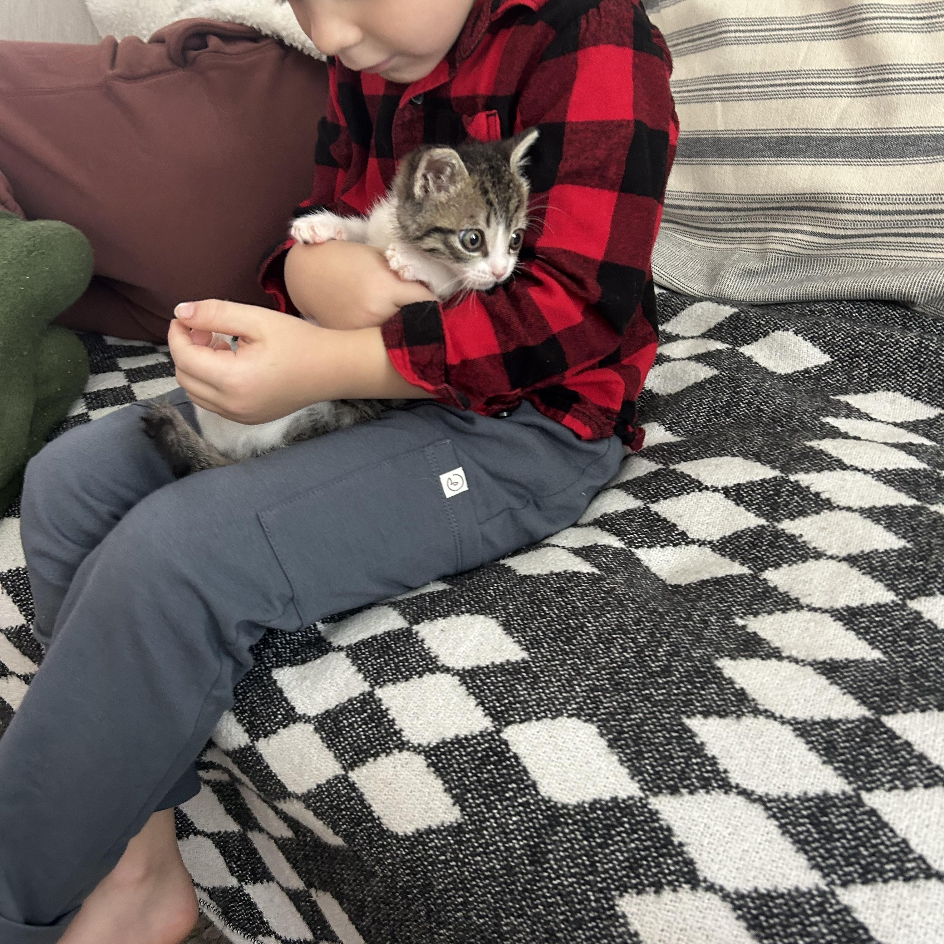 Enlarge Joey, a ADOPTABLE Domestic Short Hair in Bradenton, FL image 4/4