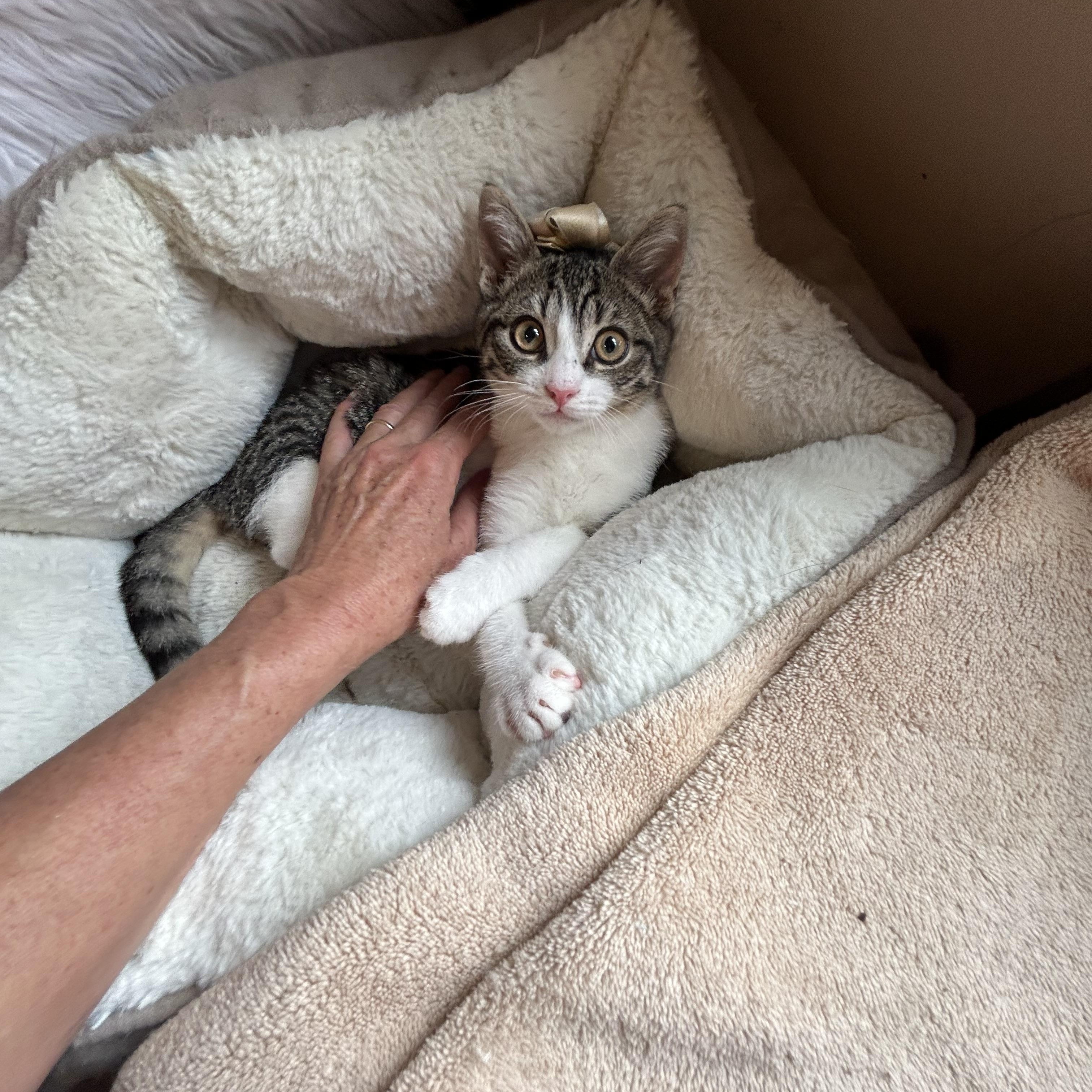 Enlarge Joey, an adopted Domestic Short Hair in Bradenton, FL image 4/6