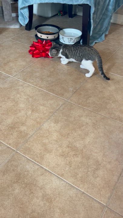 Enlarge Joey, a ADOPTABLE Domestic Short Hair in Bradenton, FL video 4/4