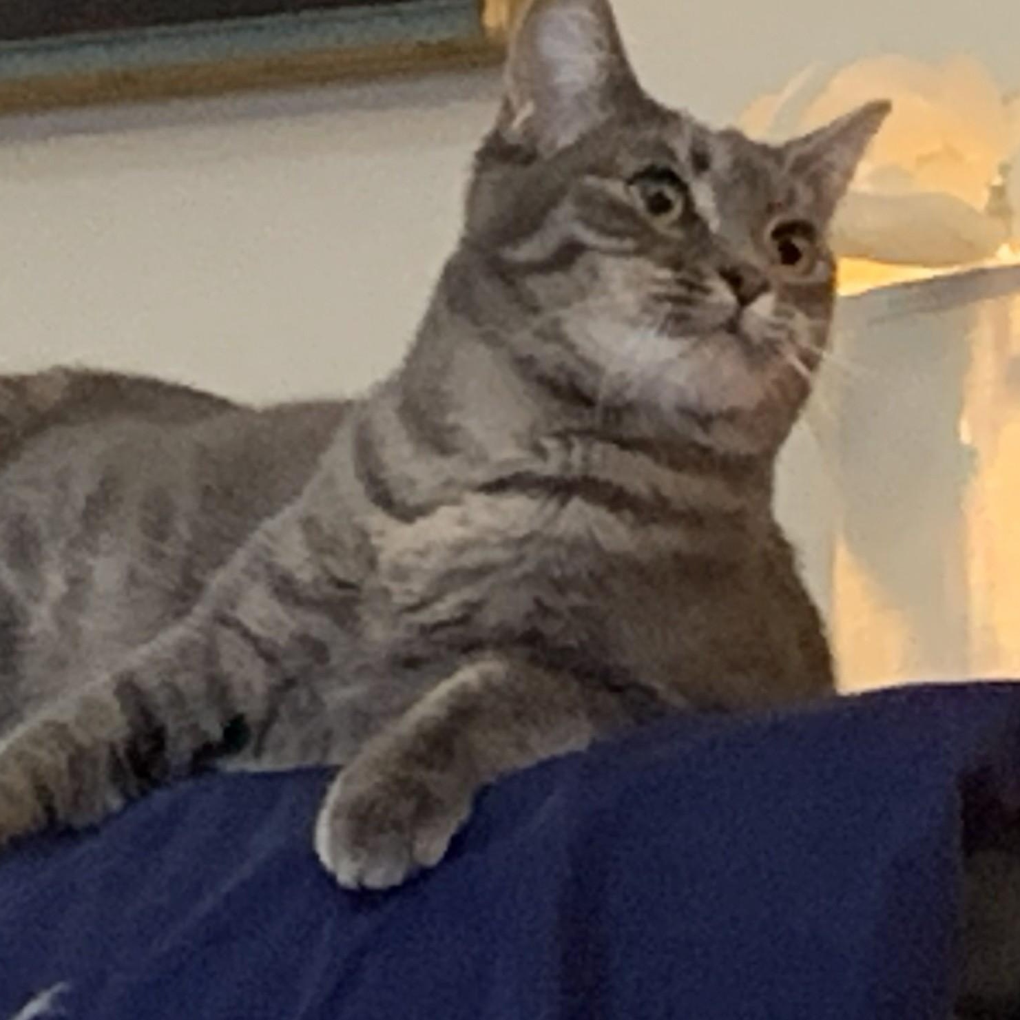 Tab, a ADOPTABLE mixed breed in Silverton, OR image 2/3