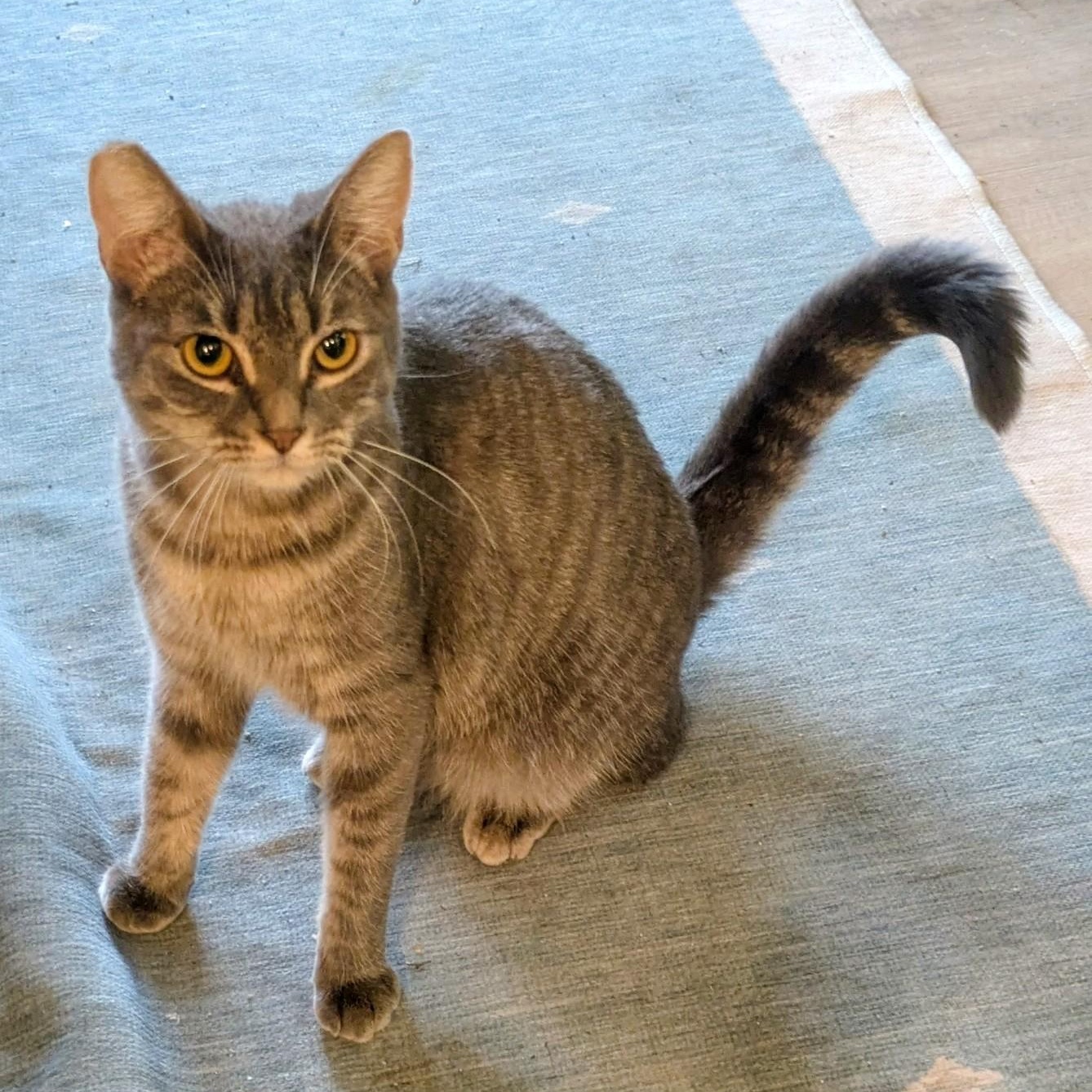 Tab, a ADOPTABLE mixed breed in Silverton, OR image 1/3