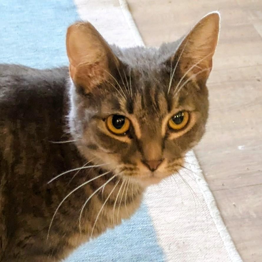 Tab, a ADOPTABLE mixed breed in Silverton, OR image 3/3