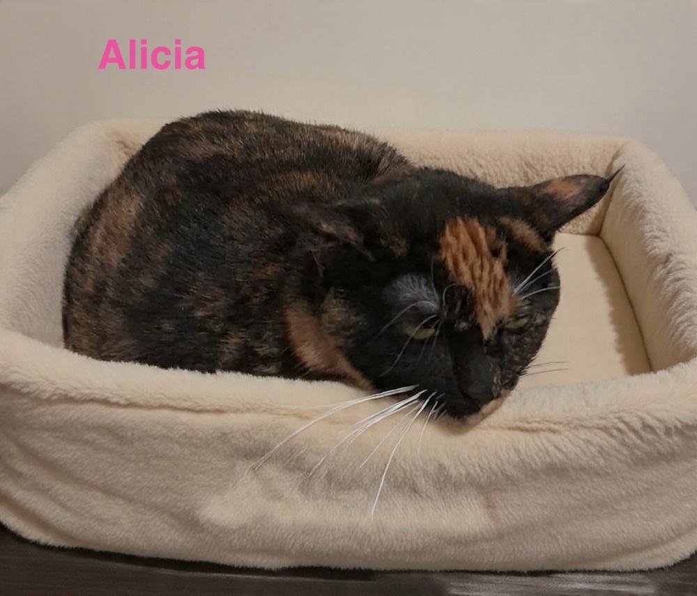 Enlarge Felicia, a Adoptable Calico in Orlando, FL image 2/2