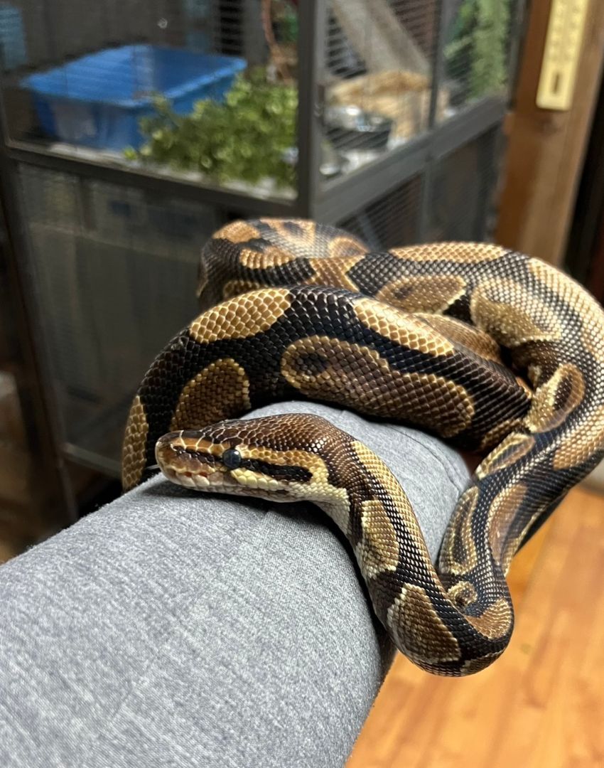 Glimmer, a Adoptable Ball Python in Quilcene, WA image 1/6
