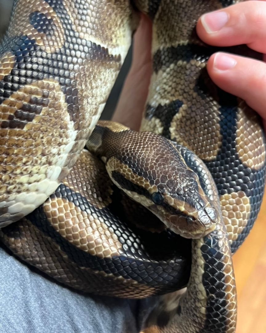Glimmer, a Adoptable Ball Python in Quilcene, WA image 2/6